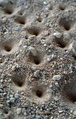 The antlion larva digs conical pits in the sand to trap ants and other small insects. Prey slides down the steep sides and is captured by the larva waiting at the bottom.