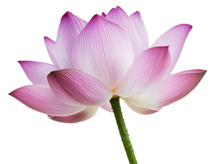 Obraz premium An elegantly isolated purple pink lotus flower on a pure transparent background highlighting its grace. Nature charm concept