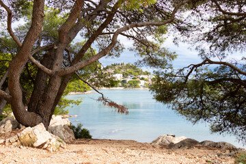 Rocky pine trees beach and hill with St Nicholas church in Tribunj, Croatia
