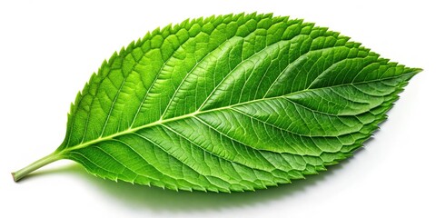 Obraz premium Lively green leaf clipart on a white backdrop, perfect for nature-themed, eco-friendly, and gardening projects. Bring a touch of freshness to your designs!