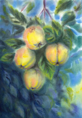 Hand-painted watercolor quince. Watercolor apple quince on the branch. Quince painting. Watercolor apples on the branch.