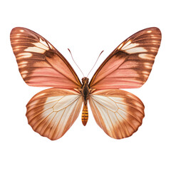 Obraz premium The butterfly with its wings spread wide, white background.
