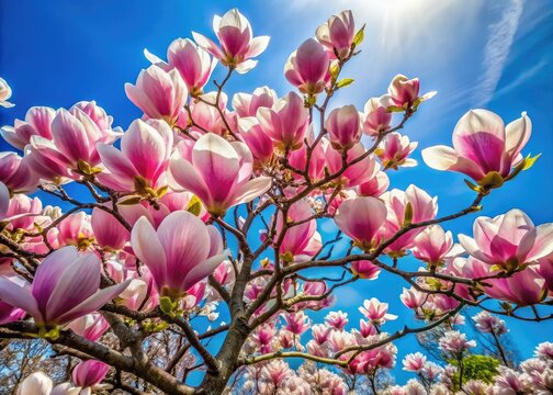 Magnolia blossoms burst forth in vibrant bloom, their delicate petals contrasting beautifully against the clear blue sky on this bright, sunny spring day.