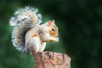 Portrait of a cute grey squirrel eating nut on a tree stump