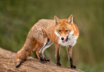 Portrait of a red fox with open mouth standing on a log in the forest