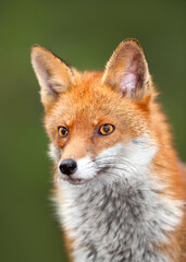 Portrait of a cute red fox against green background