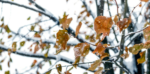 tree with last dry withered leaves during snowfall in winter