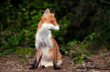 Portrait of a cute red fox cub in a forest