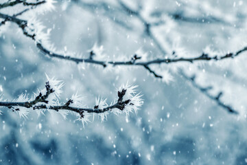 frost-covered tree branches in the garden create a peculiar pattern in winter during snowfall