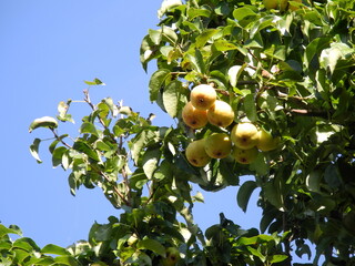 Hängende Birnen auf dem Baum