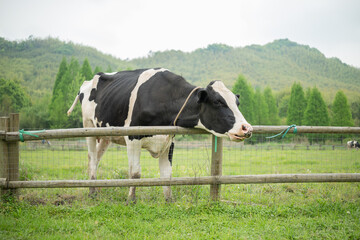 a cow on a farm