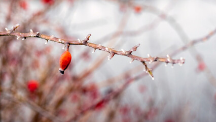 frost and ice covered red rosehip berries on the bush in winter