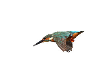 Beautiful flying Common kingfisher isolated on transparent background png file