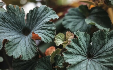 Green leaf texture. Lush, dark green foliage with intricate veins, showcasing natural beauty and growth.