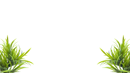 Green Grass Border, Frame For Text or Editing. Fresh natural greenery leaves, branches, forest fern, herbs botanical border, frame, text space. Poster banner, wedding invite, greeting card. PNG File.