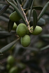 Close up of an olive tree branch with green olives in plantation.