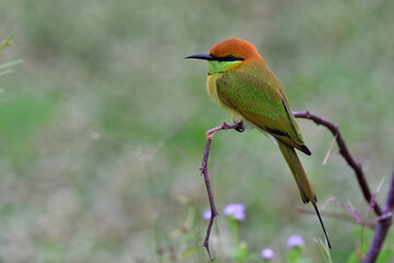 beautiful bird sitting on broken wooden branch on soft light day, asian green bee-eater, merops orientalis