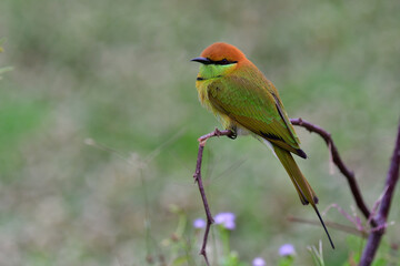 Obraz premium green to orange feathers bird perching on dried wooden branch with soft lighting, asian green bee-eater, merops orientalis