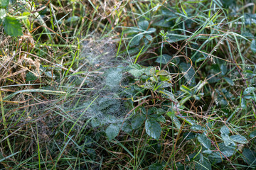 Eine üppige Wiese, bedeckt mit Morgentau, auf der Spinnennetze zart zwischen den hohen Grashalmen gewebt sind