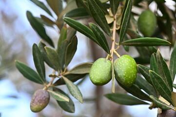 A photo of an olive branch with olive