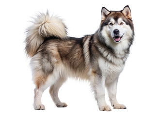 Obraz premium Alaskan Malamute on transparent background.