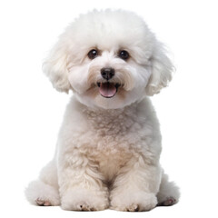 Obraz premium Bichon Frise on transparent background.