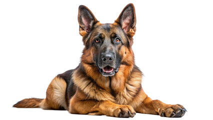 German Shepherd on transparent background.