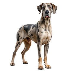 Great Dane on transparent background.