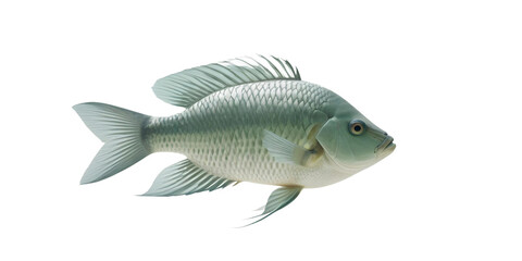 Obraz premium fish on white background