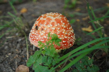 Spotted Red Mushroom