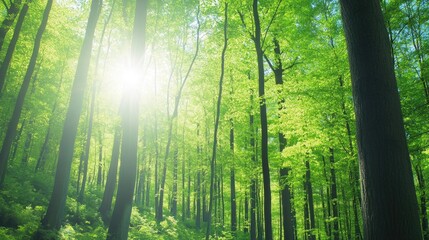 A tranquil atmosphere unfolds as sunlight streams through a lush canopy of leaves, highlighting the vibrant greens of tall trees under a clear blue sky in spring
