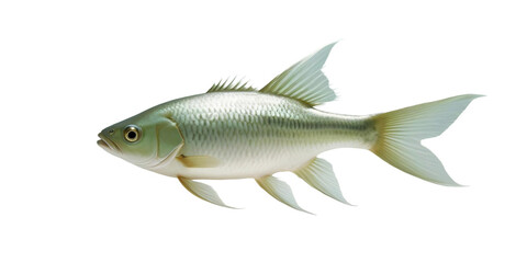 Fototapeta premium siamese fighting fish