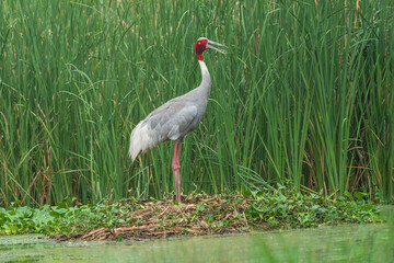 Sarus Crane in the nest. The Sarus crane (Grus antigone) is the world's tallest extant flying bird, standing a height of up to 1.8 m.