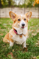beautiful corgi dog in the autumn park