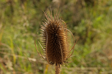 Beautiful Thistle Flower Closeup Dipsacus fullonum