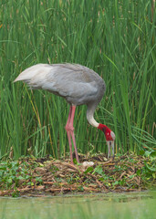 Sarus Crane in the nest. The Sarus crane (Grus antigone) is the world's tallest extant flying bird, standing a height of up to 1.8 m. 