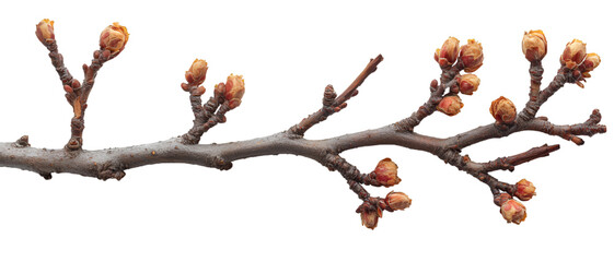 a branch with buds on it. 