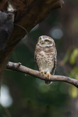 Spotted owlet India Asia 