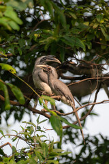 Grey Hornbill 