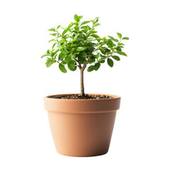 Obraz premium A small green plant in a terracotta pot against a black background, symbolizing growth and nature.