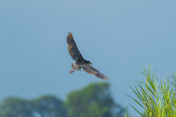 Black-crowned Night Heron in flight. The Black-crowned night heron (Nycticorax nycticorax) is a medium-sized heron found throughout a large part of the world