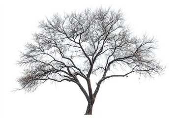 Leafless tree with intricate branches isolated on a solid white background, high detail