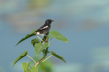 Pied Bush Chat perching close-up in nature. The pied bush chat (Saxicola caprata ) is a small...