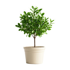 Fototapeta premium A small potted plant with lush green leaves, showcasing vibrant foliage against a dark background.