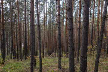 Fototapeta premium Beautiful pine forest. mysterious forest