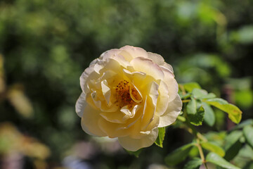 Parc des 5 sens - Yvoire