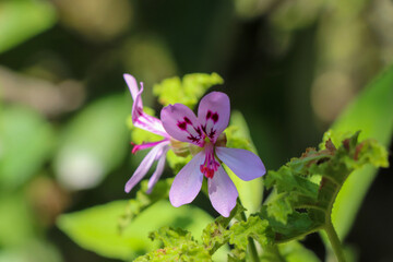 Parc des 5 sens - Yvoire