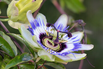 Parc des 5 sens - Yvoire