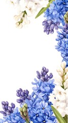 Blue and white flowers, hyacinth border on the right side, watercolor clipart with a solid background