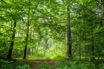 Path in Bialowieza Forest in Poland